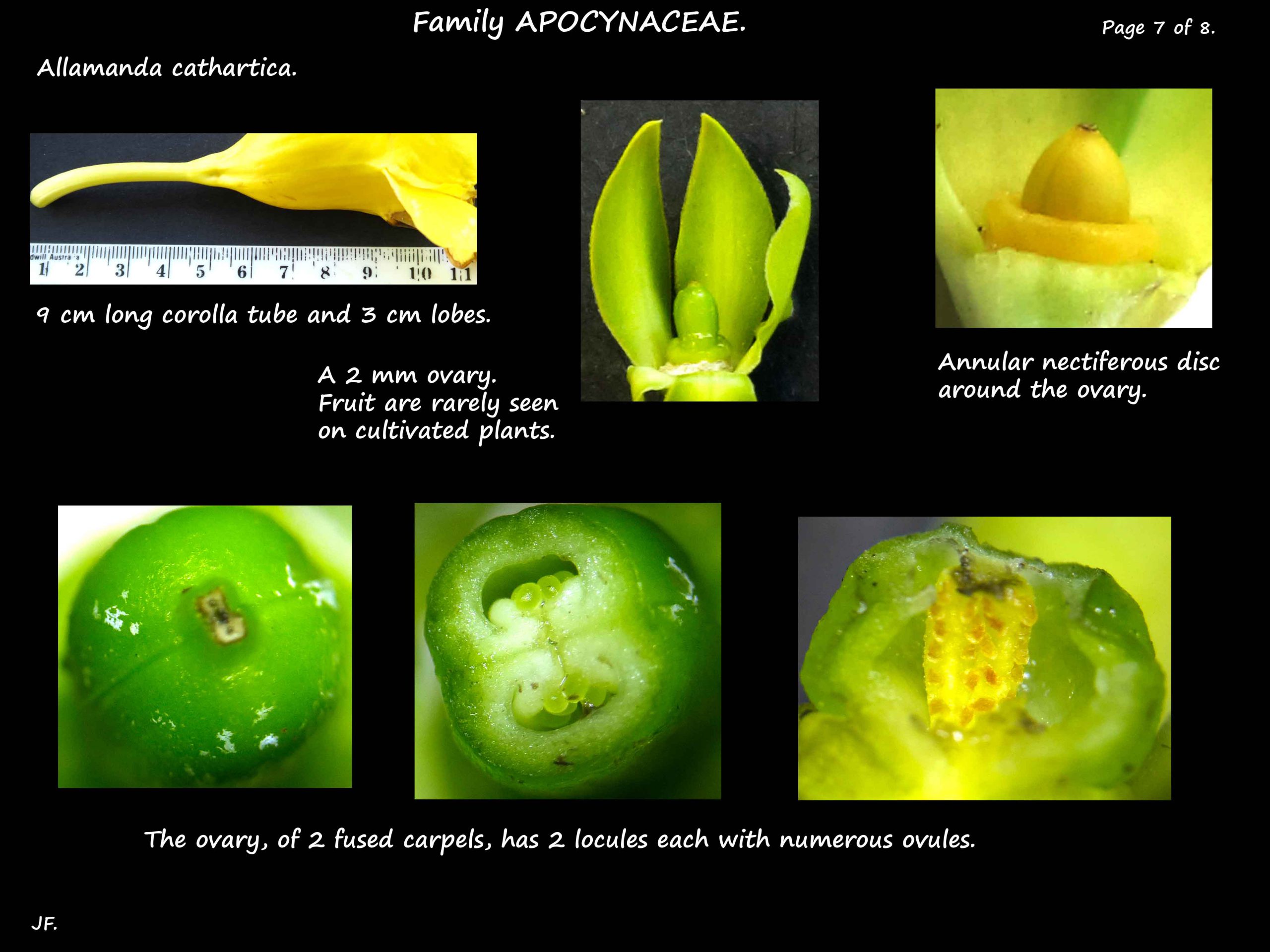 7 The nectiferous disc and ovary of Allamanda cathartica